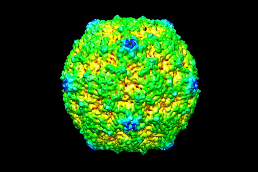 Множественная атака вирусов на одну клетку препятствует инфицированию