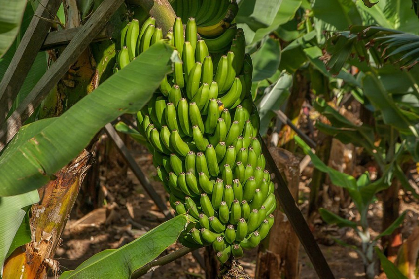 Создан сорт банана, устойчивый к двум опасным патогенам