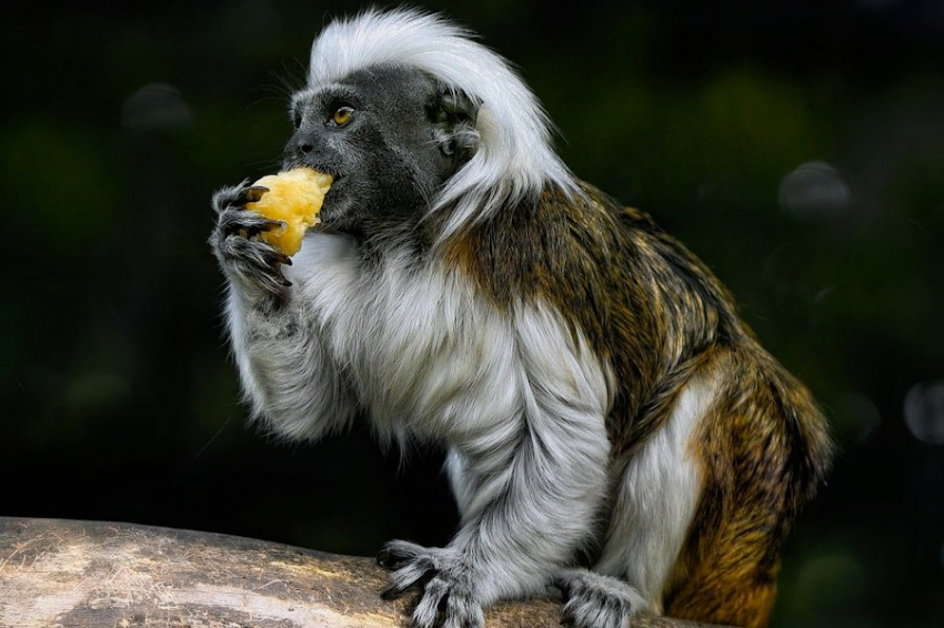 TE&E: ученые раскрыли связи животных с этанолом в ферментированных фруктах