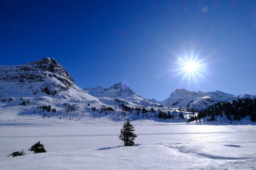 Посадка деревьев в Арктике может ускорить, а не замедлить глобальное потепление