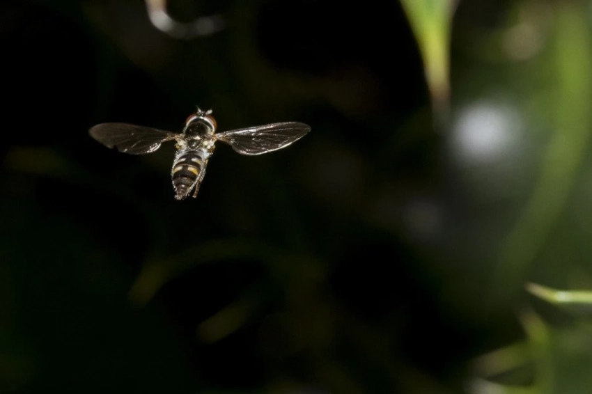 Американцы создали первую бессмертную муху