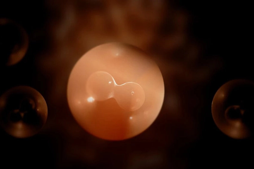 Ученые выяснили, как хромосомы измеряют себя при подготовке к делению