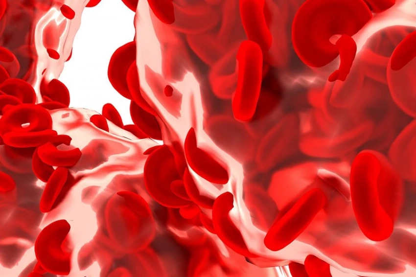 Ученые создали первый в мире органоид сердца, генерирующий кровь