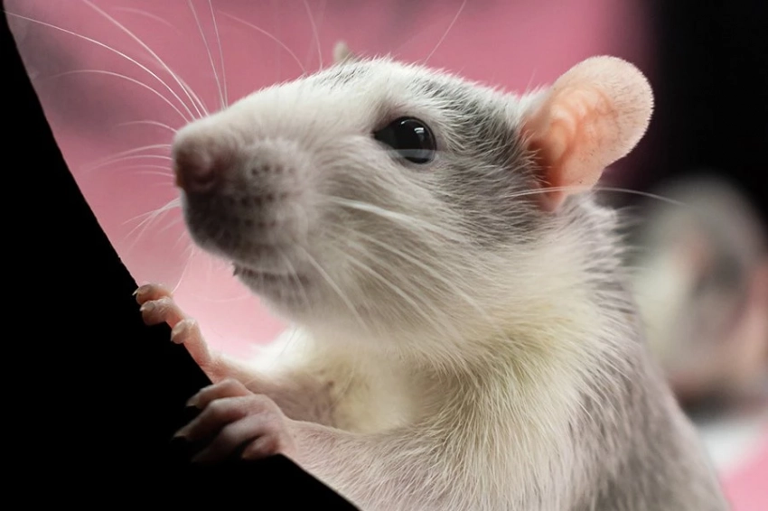 Периодическое голодание подавляет регенерацию волос у мышей