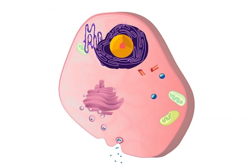 «Генетические тормоза»: найден способ разрушать мРНК для борьбы с раком