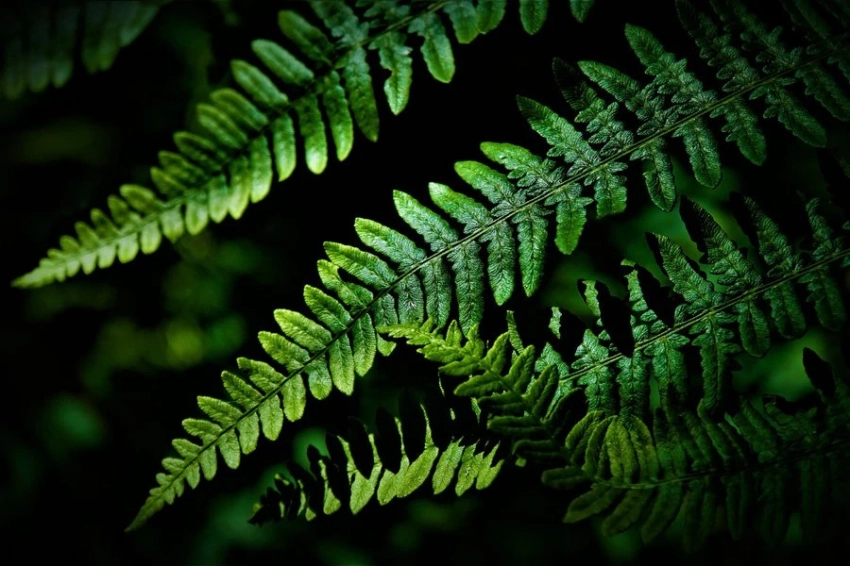 Древняя устойчивость папоротников помогает экосистемам восстанавливаться 