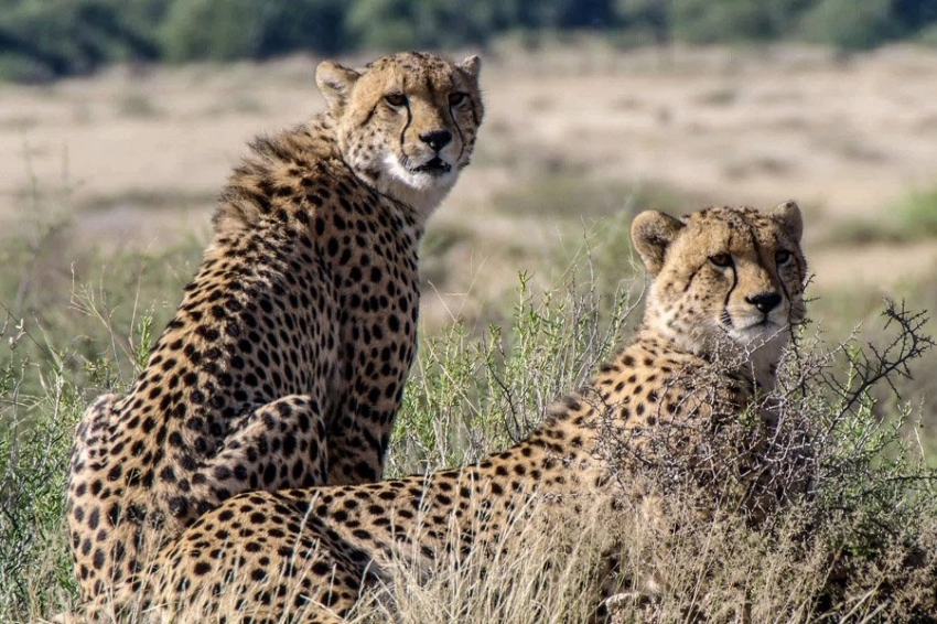 Исследование показало, что леопардов можно узнать по их уникальному рыку
