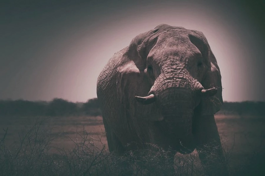 Генетический прорыв: ученые намерены оживить мамонта с помощью слоних