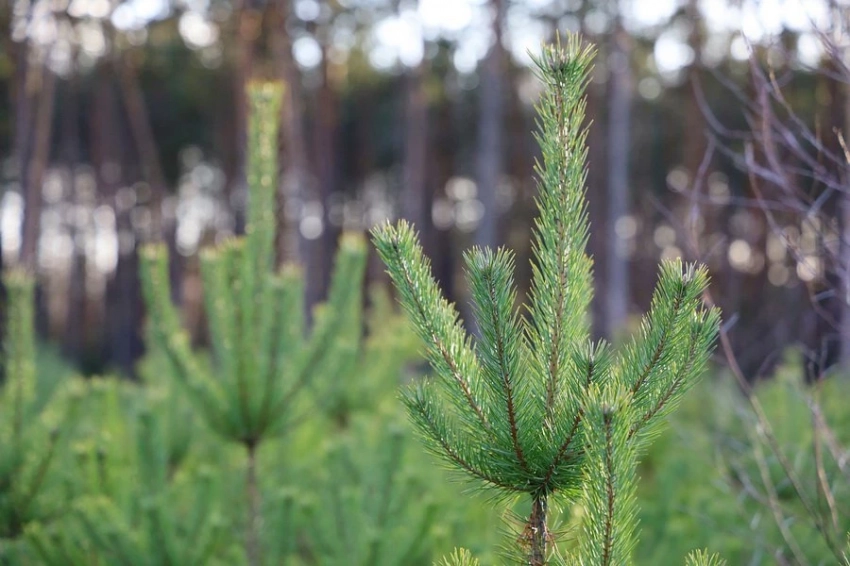 Ученые из Швеции объяснили уникальную суперсилу рождественских ёлок