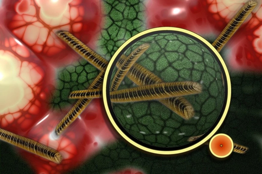 Ученые выяснили, как вирусная инфекция вызывает аутоиммунное заболевание